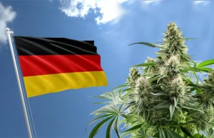 Niemcy właśnie zalegalizowały posiadanie i uprawę marihuany!
