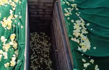Pogrzeb zgwałconej Lizy z Warszawy. Grób utonął w płatkach białych róż