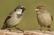 Ornitolog: wróbli w miastach i na wsiach jest coraz mniej
