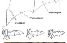 Historia ssaków latających: Nietoperze, czyli lotnictwo dla zaawansowanych