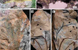 W klifach Wysp Brytyjskich zachował się najstarszy skamieniały las na świecie