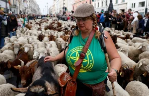 Ulice Madrytu wypełniły setki owiec i kóz. To tradycja