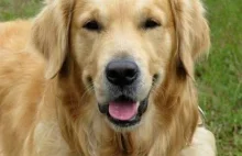 Weryfikację wieku przez selfie w Australii da się oszukać używając zdjęć psów