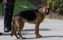 Pies Bidena ugryzł agentów Secret Service 24 razy. Opublikowano raport