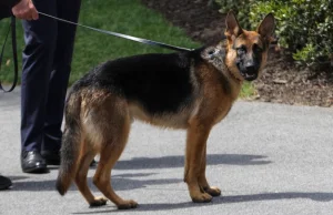 Pies Bidena ugryzł agentów Secret Service 24 razy. Opublikowano raport