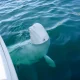 Kanadyjski park morski grozi eutanazją 30 białuch arktycznych
