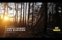 4K Sunset Forest Sounds and Birdsong - 2 Hours Calming Nature Ambience