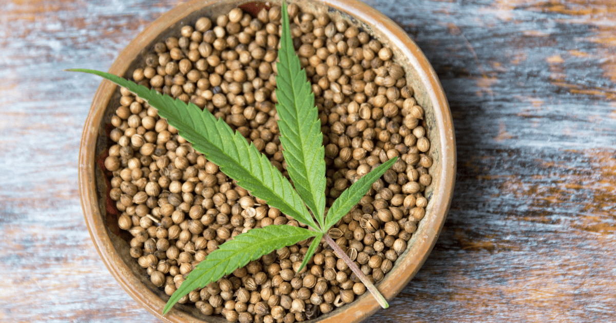 Kolekcjonowanie nasion marihuany: jak inwestować z zyskiem?