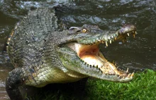 Potworny atak aligatora. Wstrząsające nagranie