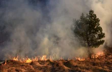 Pożar lasu we włoskiej Apulii. Ewakuowano 1200 turystów