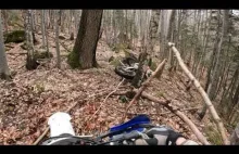 Nieoczekiwane spotkanie motocyklistów z niedźwiedziem w lesie
