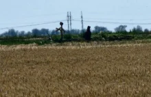 Cholera dziesiątkuje rosyjską armię. W okopach stoją strachy na wróble