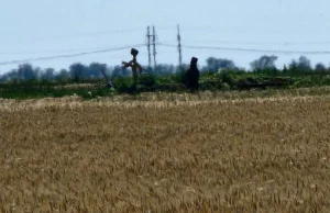 Cholera dziesiątkuje rosyjską armię. W okopach stoją strachy na wróble