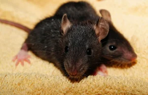 Zdalnie sterowane myszy