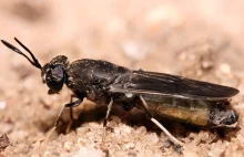 Hodowla owadów w Polsce. Wielka firma chce rozmnażać muchy