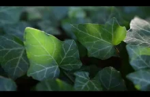 Bluszcz Pospolity, Hedera Helix - Fotografia Naturalna Bruno Krajski