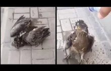 Człowiek oblewa wodą wycieńczonego upałem jastrzębia aby go ochłodzić