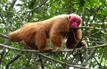 Uakari czerwono - bialy