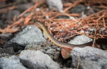 Najmniejszy wąż świata uznany za wymarłego, znów widziany na Barbadosie
