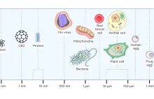 Patrzeć tam gdzie wzrok nie sięga - czyli kilka słów o mikroskopach XXI wieku