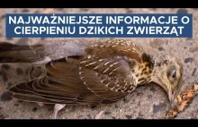 O co chodzi z cierpieniem dzikich zwierząt? Nowy temat podejmowany przez wegan