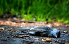 Martwe ptaki w Kampinoskim Parku Narodowym. Lekarz weterynarii zbadał próbki