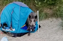 Dzik zniszczył namiot na plaży w Sopocie! "Całe szczęście, że..[WIDEO]