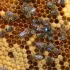 Pszczelarze likwidują pasieki. 25 mln słoików miodu trafiło do Polski z Ukrainy
