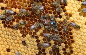 Pszczelarze likwidują pasieki. 25 mln słoików miodu trafiło do Polski z Ukrainy