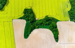 Dolnośląski pudelek - skarby znalezione w rzepaku