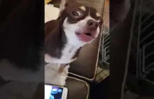 Śpiewające gwiezdne wojny Chihuahua
