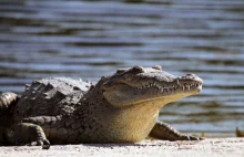 Pierwszy udokumentowany przypadek partenogenezy u krokodyli.