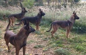 Prokuratura nie uśmierci psów po tragedii w Zielonej Górze. Owczarki pod obserwa