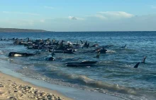 Dramat wielorybów w Australii. Ponad setka utknęła na mieliźnie