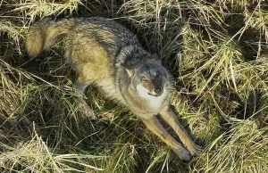 Niesamowite zdjęcie wilka zrobił leśniczy z Nowej Soli