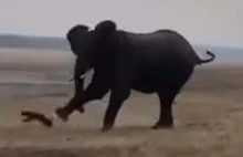 Miodożer atakuje słonia