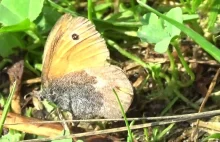 Motylek w Rezerwacie Przyrody