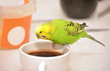 "Miłośniczka" cudzej kawy wzięła gości lokalu podstępem. Na miejsce wezwano poli