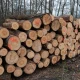 Polskie drewno masowo wyjeżdżało do Niemiec. Są dane