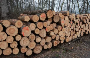 Polskie drewno masowo wyjeżdżało do Niemiec. Są dane