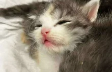 Ulotne życie w Twoich dłoniach... ratujemy koci cud