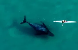 Australia. Wieloryb podążał za kajakarzem. "Był bardzo ciekawy"