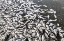 Australia: po raz kolejny rzekę wypełniły martwe ryby