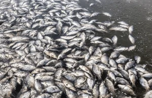 Australia: po raz kolejny rzekę wypełniły martwe ryby