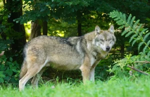 Gmina Garbów: wilki w okolicy Woli Przybysławskiej