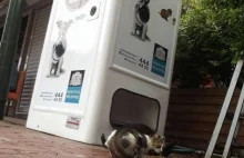 W Stambule automaty do recyklingu karmią bezdomne zwierzęta