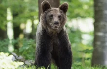 Czy wolisz spotkać w lesie faceta, czy niedźwiedzia?