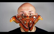 Wyhodowałem OLBRZYMA! - Attacus Atlas