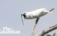 Dzwonnik biały: posłuchaj najgłośniejszego nawoływania ptaka na świecie