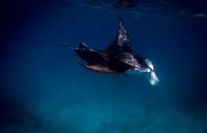 Nurkowanie na Malediwach - gdzie znaleźć manty i rekiny wielorybie?